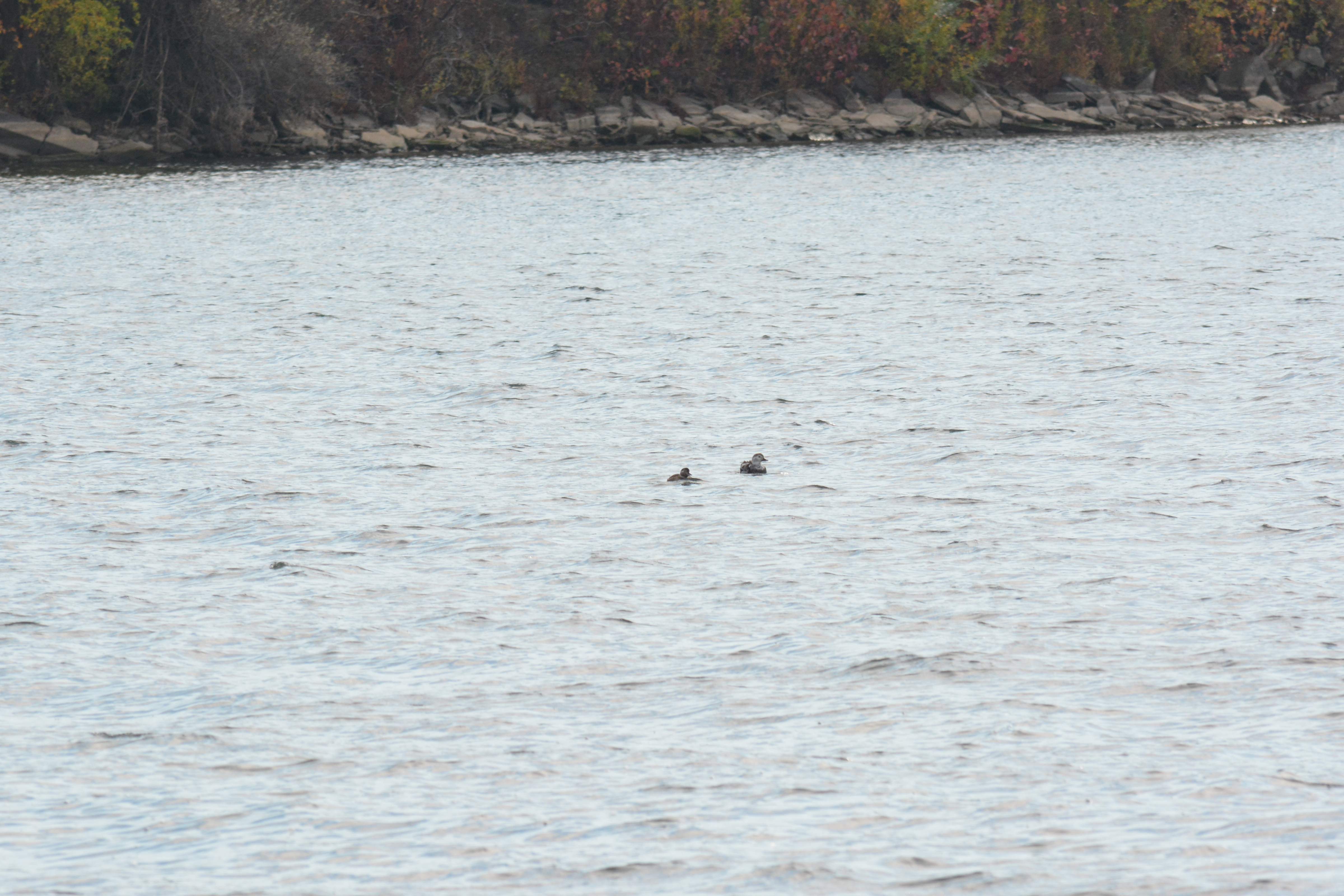 long tail duck